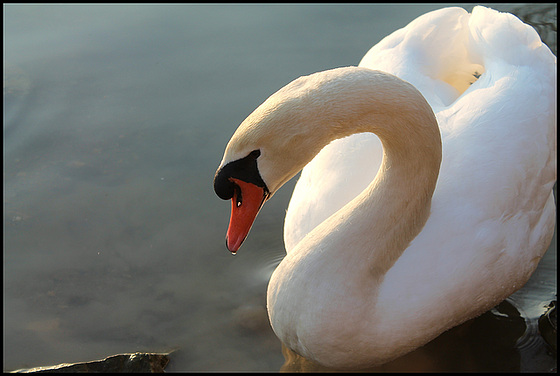 CYGNE ***