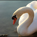 CYGNE ***