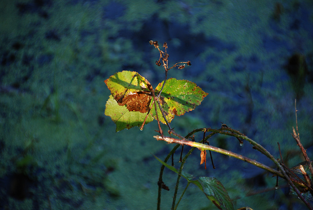 Papillon végétal