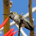 Hummingbird Perched