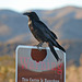 Raven at the Cholla Garden (3717)