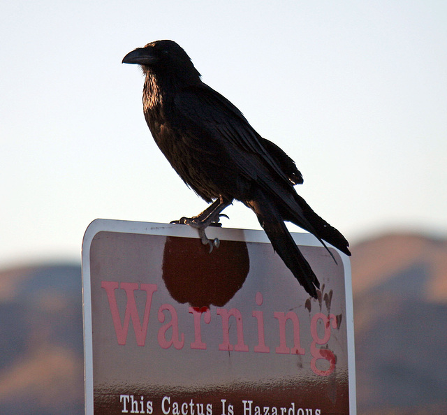 Raven at the Cholla Garden (3718)
