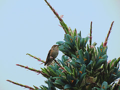Hummingbird on a Puya