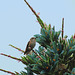 Hummingbird on a Puya