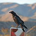 Raven at the Cholla Garden (3720)