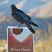 Raven at the Cholla Garden (3721)