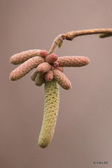 Hazel catkins desperate not to be left out of the reproduction race.