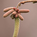 Hazel catkins desperate not to be left out of the reproduction race.