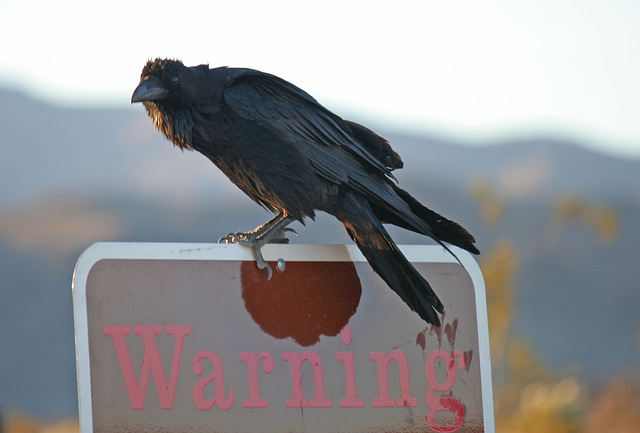 Raven at the Cholla Garden (3726)