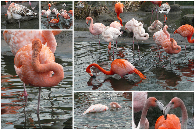 Zoo Dresden - Flamingos