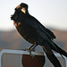 Raven at the Cholla Garden (3733)