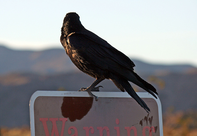 Raven at the Cholla Garden (3737)