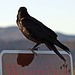 Raven at the Cholla Garden (3737)