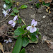 Viola odorata hybride