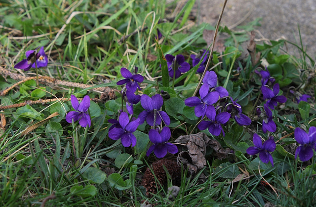 Viola odorata