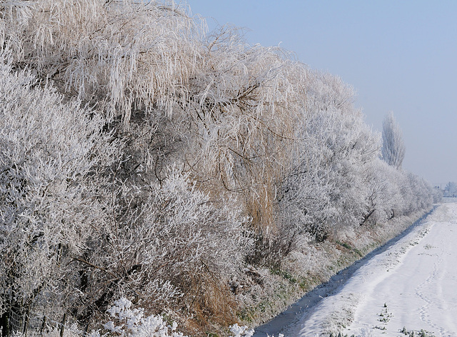 Frosty morning (a)