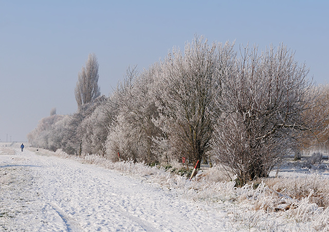 Frosty morning (b)