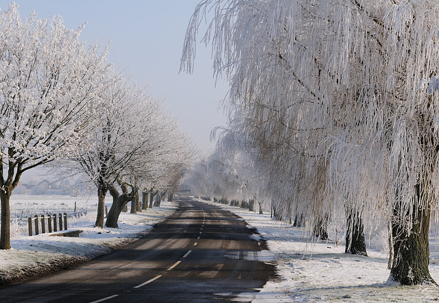 Frosty morning (e)