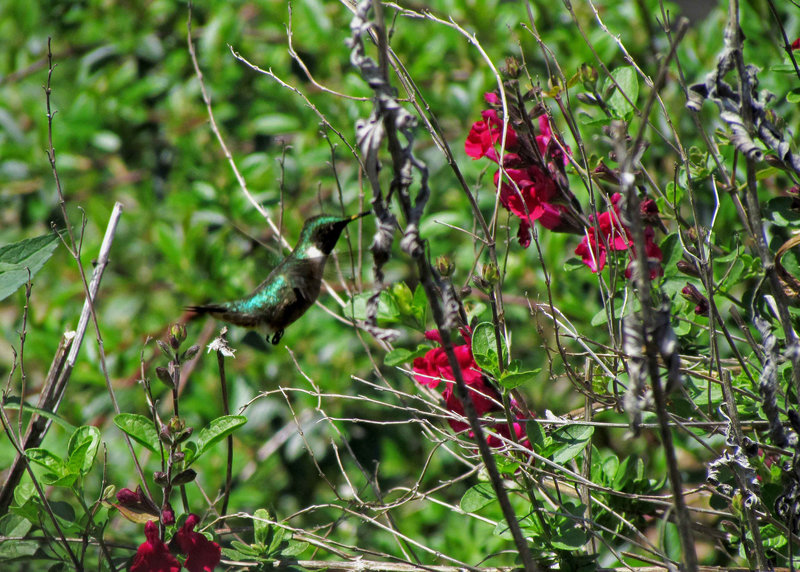 Ruby Throated Hummingbird