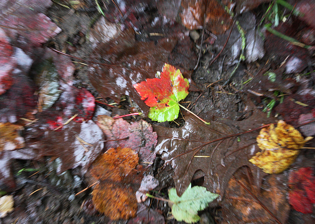 Zoomburst leaf