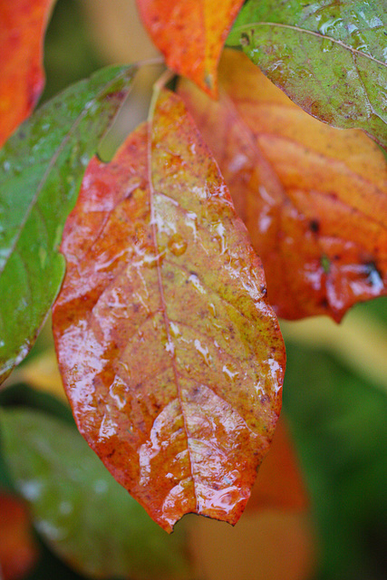 Wet leaf