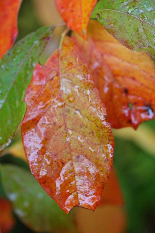 Wet leaf