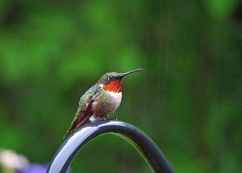 Ruby-throated Hummingbird in the rain