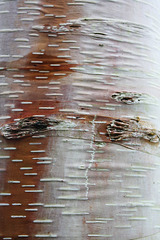 Birch bark