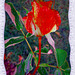 IMGP0425 rose rouge cadre