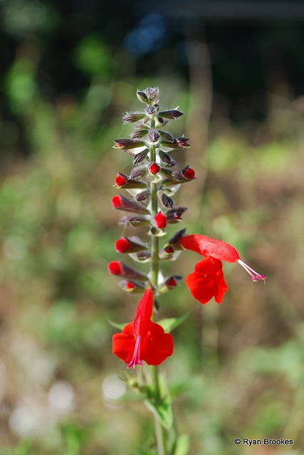 20090311-0615 Salvia fulgens Cav.