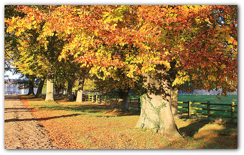 Un bouquet d'automne