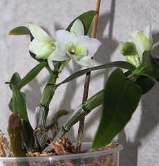 Dendrobium nobile