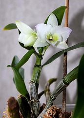 Dendrobium nobile