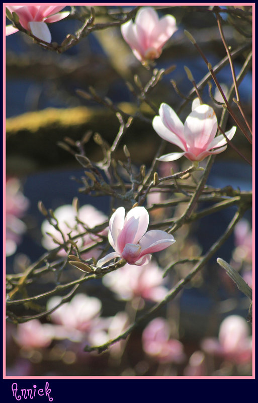 PINK ***