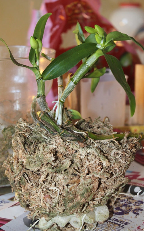 Rempotage de boutures de Dendrobium- vieille motte du bouturage