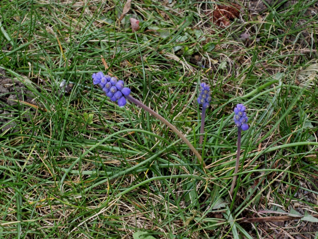 muscari