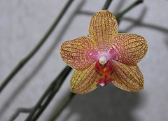 Phalaenopsis 'Coral Sea'