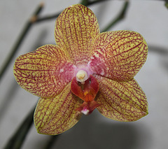 Phalaenopsis 'Coral Sea'