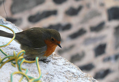 Rouge-gorge frigorifié