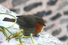 Rouge-gorge frigorifié