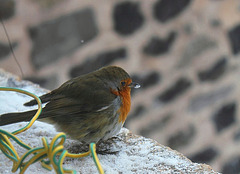 Rouge-gorge frigorifié