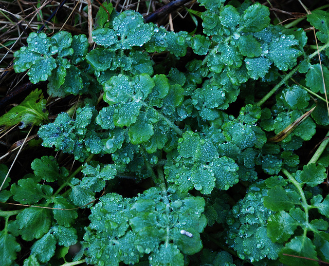 Quelques perles de pluie