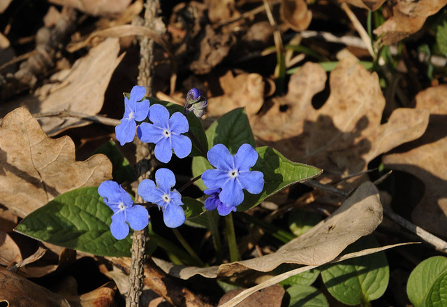 Leberblümchen