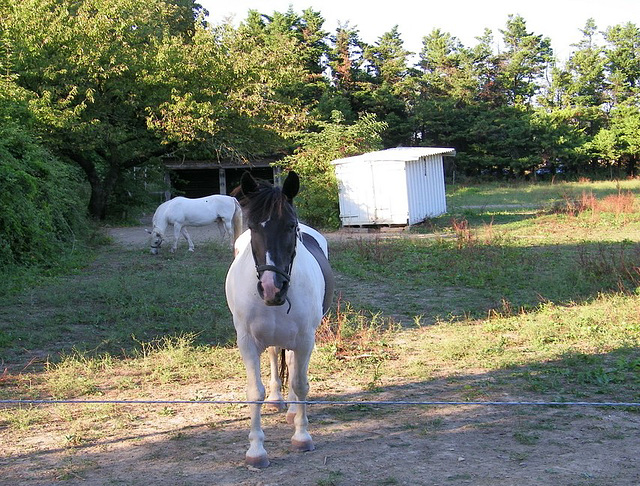 Cheval placide