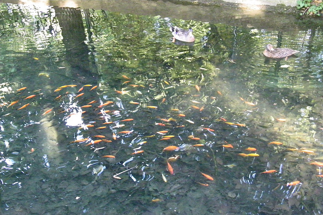 Petits poissons rouges et canards