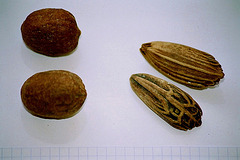 Bismarckia nobilis à gauche