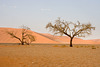 Namib Dawn