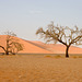 Namib Dawn