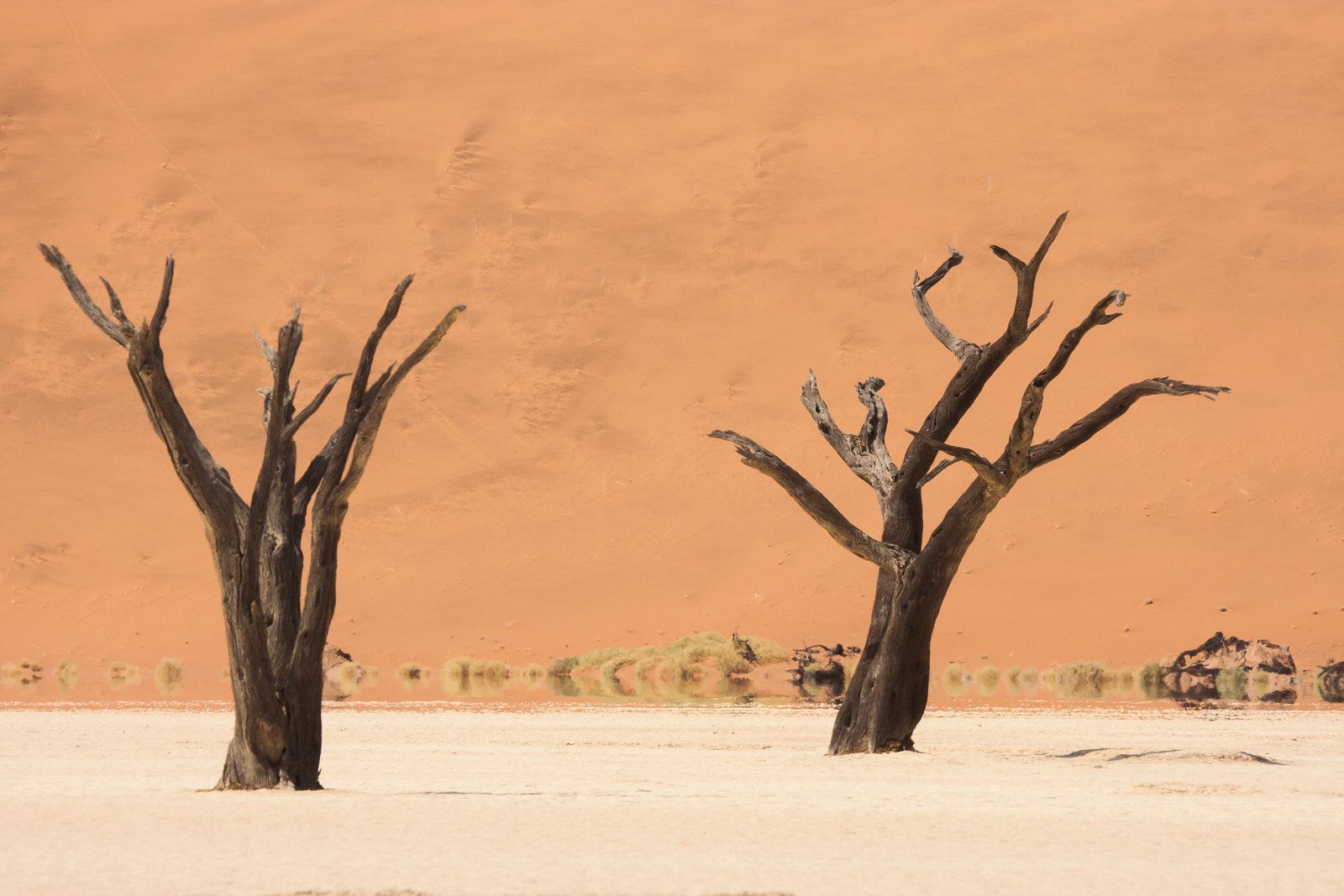 Tai Chi Trees