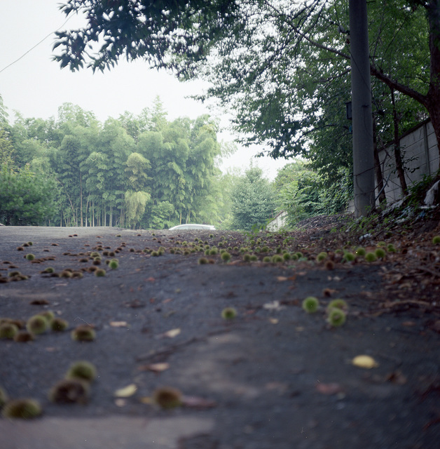 Fallen chestnut